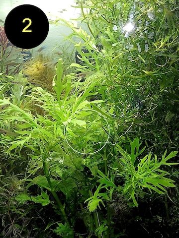 Ind. Wasserwedel, Knöterich, Wasserschraube, Wasserpflanze, ab 2€