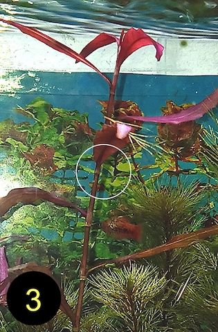 Ind. Wasserwedel, Knöterich, Wasserschraube, Wasserpflanze, ab 2€