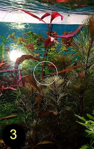 Ind. Wasserwedel, Knöterich, Wasserschraube, Wasserpflanze, ab 2€