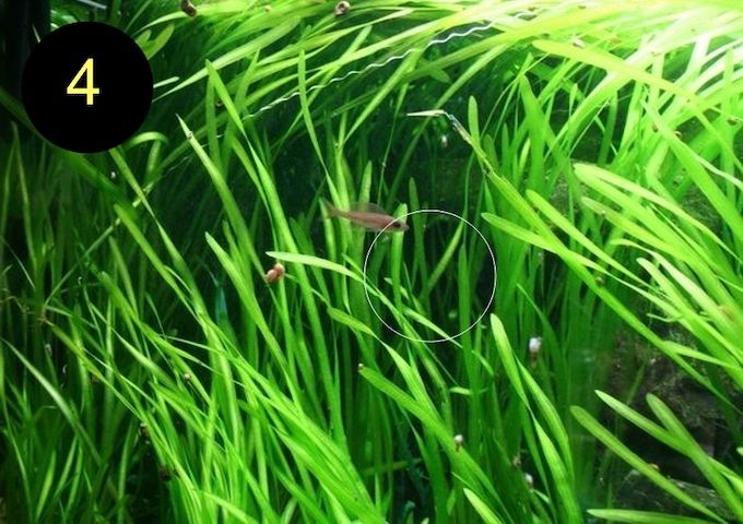 Ind. Wasserwedel, Knöterich, Wasserschraube, Wasserpflanze, ab 2€