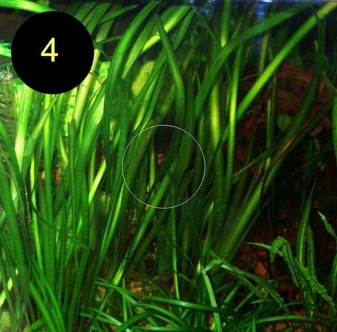 Ind. Wasserwedel, Knöterich, Wasserschraube, Wasserpflanze, ab 2€