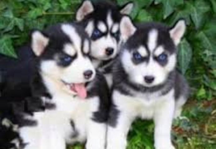 .. Sibirische Husky-Welpen