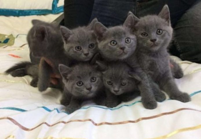 BHK Britisch Kurzhaar (Kater und Katzen)