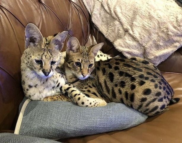 F2 Savannah Kätzchen verfügbar