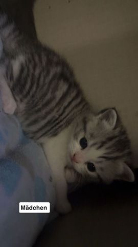 KH Kitten (Britisch Kurzhaar) suchen liebevolles Zuhause 🐱