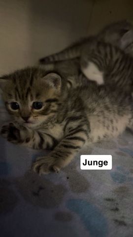 KH Kitten (Britisch Kurzhaar) suchen liebevolles Zuhause 🐱