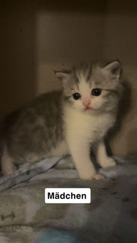 KH Kitten (Britisch Kurzhaar) suchen liebevolles Zuhause 🐱
