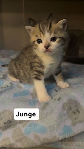 KH Kitten (Britisch Kurzhaar) suchen liebevolles Zuhause 🐱