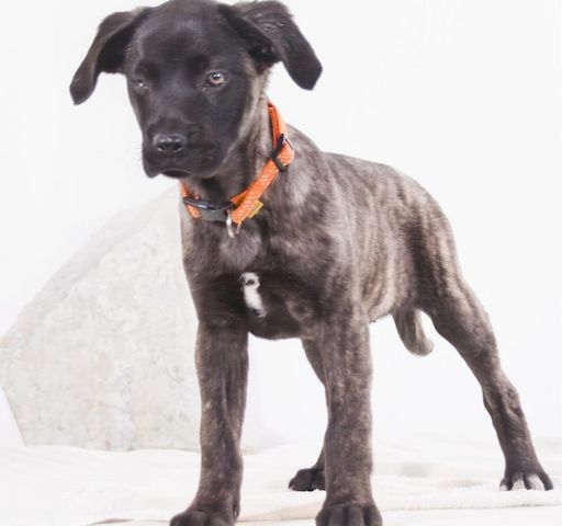 Natalia - sanftes und offenes Hundekind