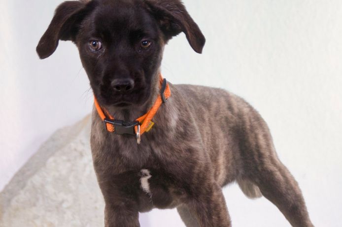 Natalia - sanftes und offenes Hundekind