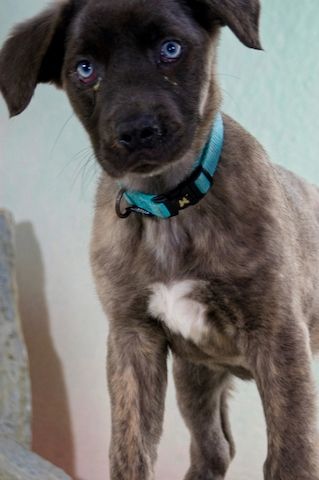 Natascha - freundlich verspieltes Hundemädchen