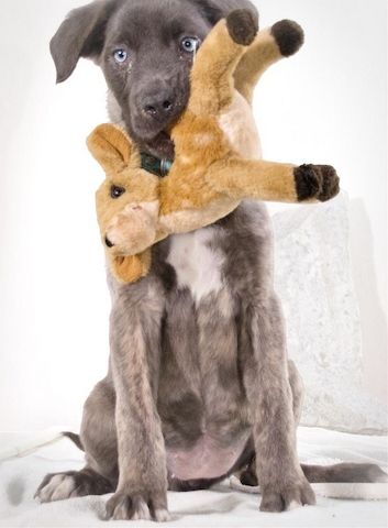 Natascha - freundlich verspieltes Hundemädchen