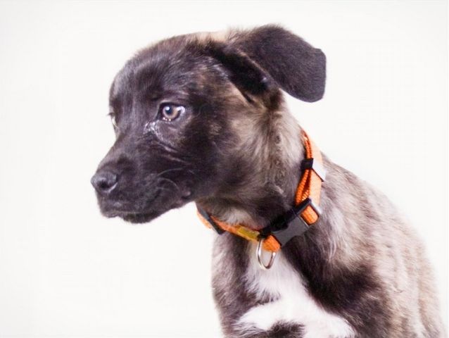 Noel - klug und zugewandt