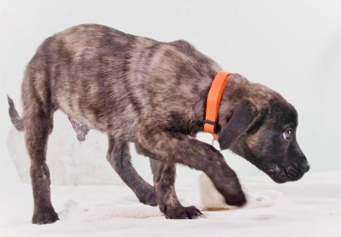 Noel - klug und zugewandt