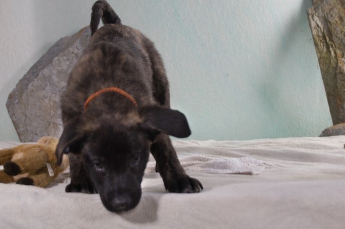 Noel - klug und zugewandt