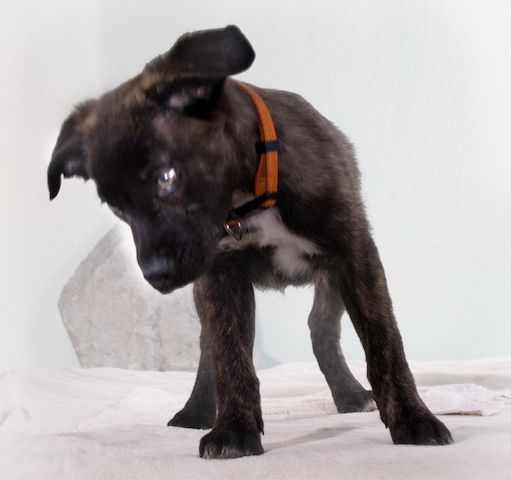 Noel - klug und zugewandt