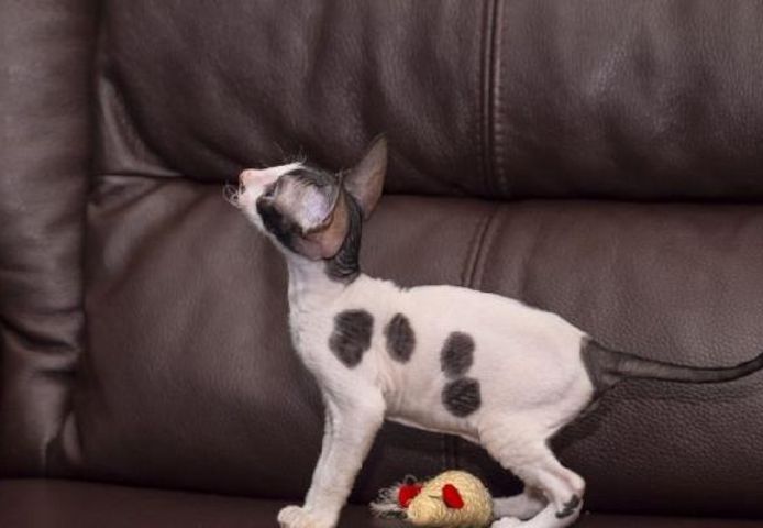 Cornish Rex Kätzchen