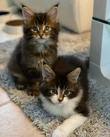 Entzückende männliche und weibliche Maine-Coon-Kätzchen