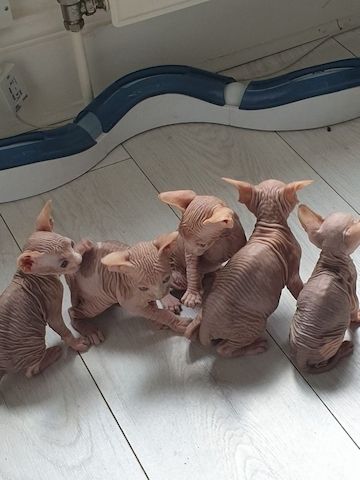 Männliche und weibliche Sphynx-Kätzchen suchen ein neues Zuhause