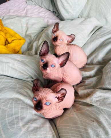 Drei wunderschöne Sphynx-Kätzchen abzugeben