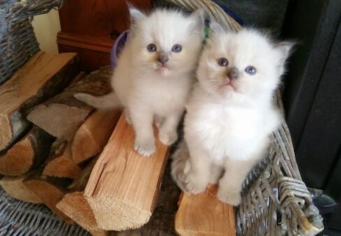 Gesunde Ragdoll-Kätzchen