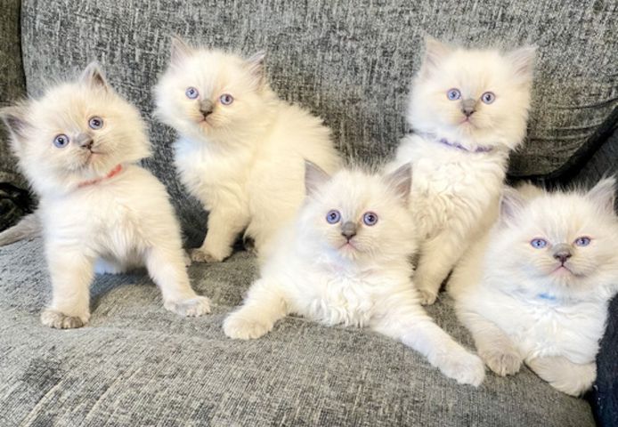 Handaufgezogene Ragdoll-Kätzchen