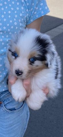 Australian Shepherd-Welpen 