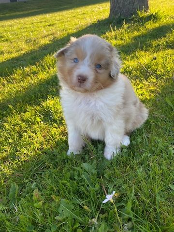 Australian Shepherd-Welpen 