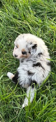 Australian Shepherd-Welpen 