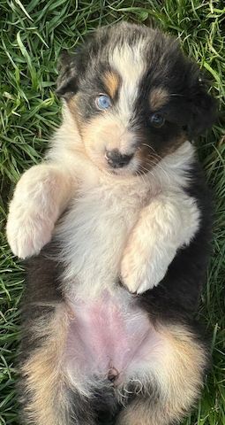 Australian Shepherd-Welpen 
