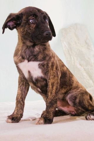 Noelia - zartes und liebevolles Hundekind