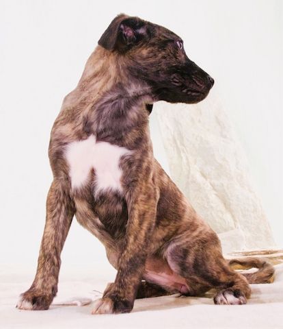 Noelia - zartes und liebevolles Hundekind