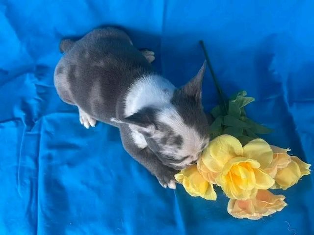 Französische Bulldoggenwelpen züchten