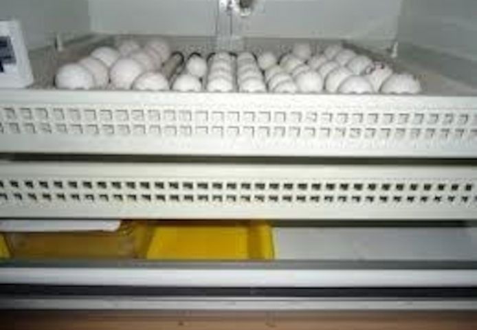 Papageien und befruchtete Papageieneier zu verkaufen