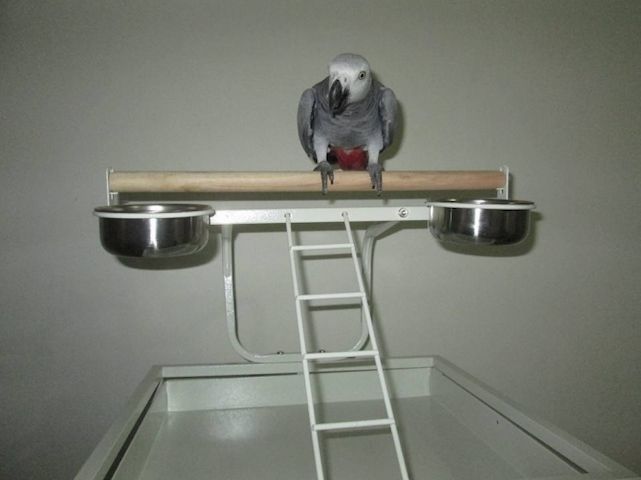 Gut gezähmter Graupapagei