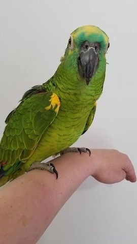 Ein liebenswerter und freundlicher Amazonenpapagei