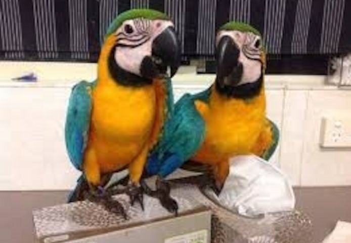 Junges Papageienpaar aus Blau-Gelb-Ara