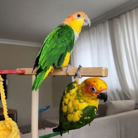 Adorable Sun Conures