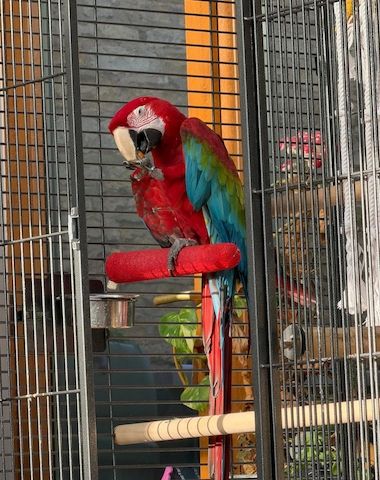 Grünflügelara-Paar