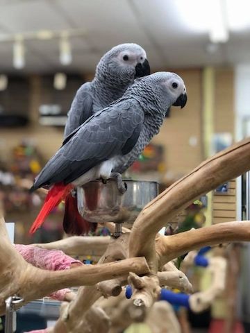 Wunderschönes Graupapageienpaar