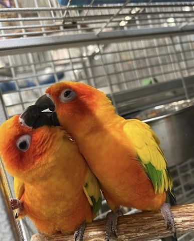 Wunderschöne Sonnensittiche