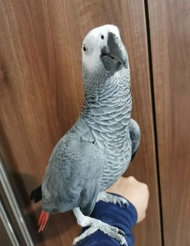 Wunderschöner handzahmer Graupapagei