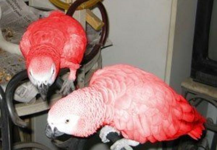 Graupapageien mit rotem Faktor