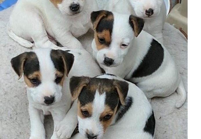 Jack-Russell-Welpen (Rüde und Hündin)