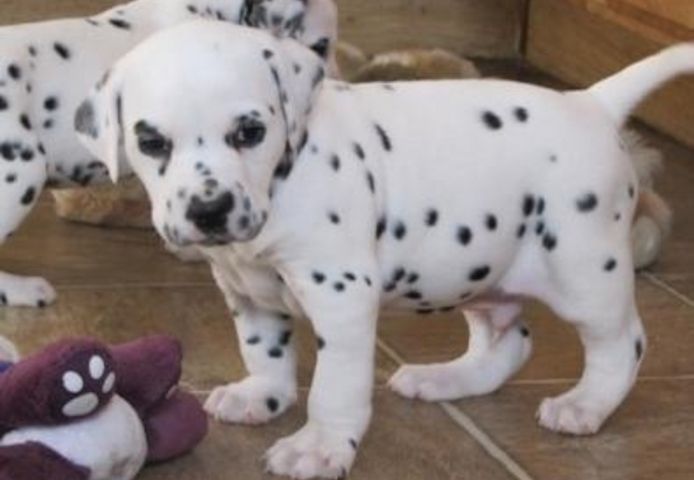 Dalmatinerwelpen
