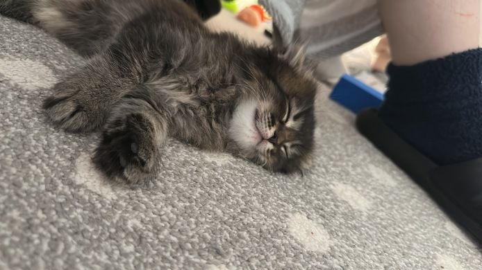 Maincoon/Somali kitten