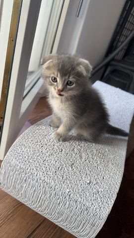Maincoon/Somali kitten
