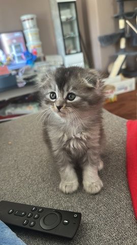 Maincoon/Somali kitten