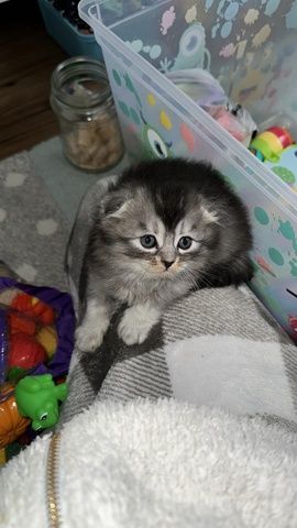 Maincoon/Somali kitten