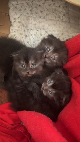 Babykatzen Maincoon/Somali